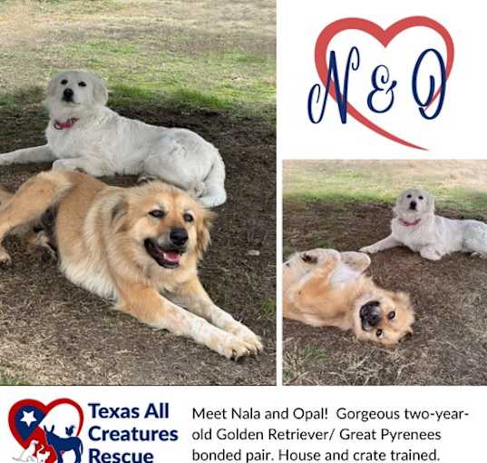 Photo of Nala and Opal