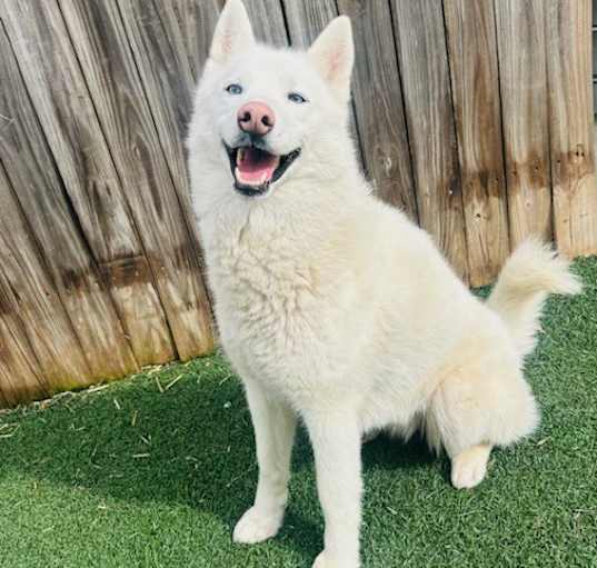 Photo of Luna Belle