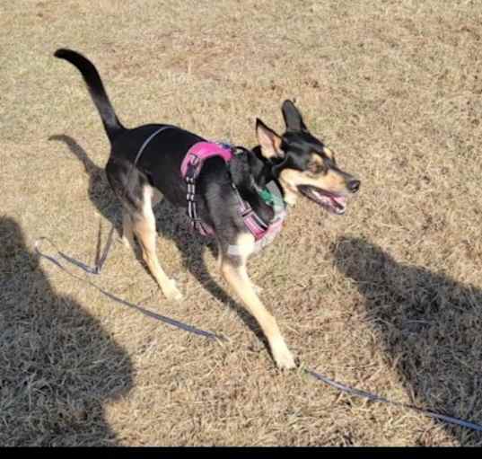 Photo of Mocha