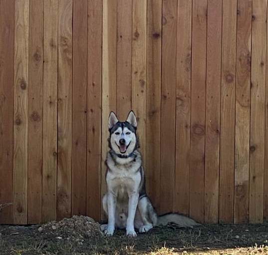 Photo of Cerberus