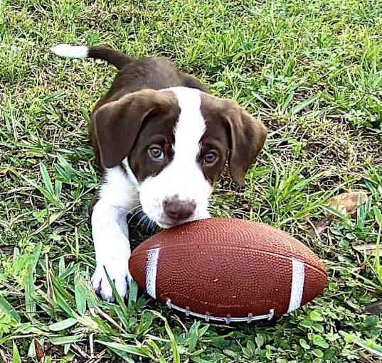 Photo of Scout