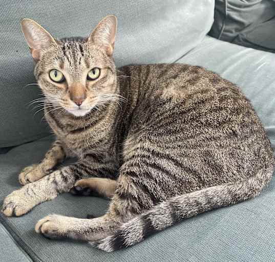 Photo of Tigger