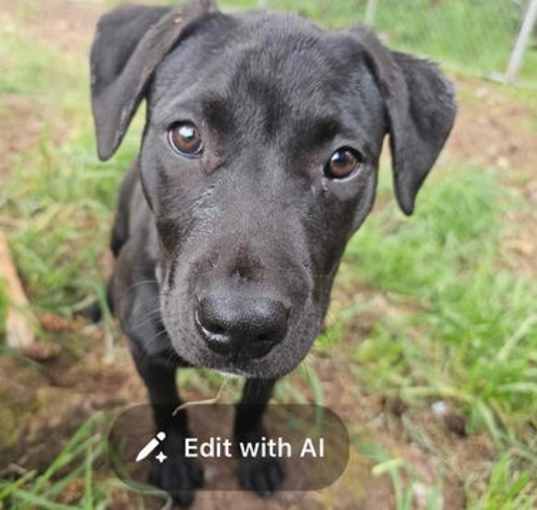 Photo of Pebbles - Puppy