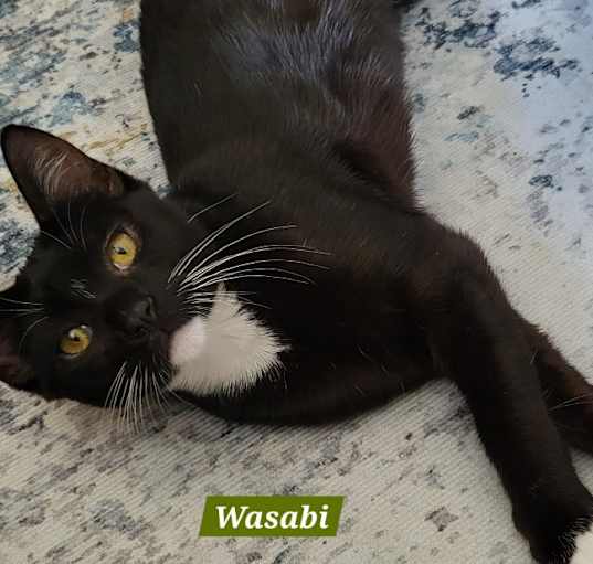 Photo of Wasabi