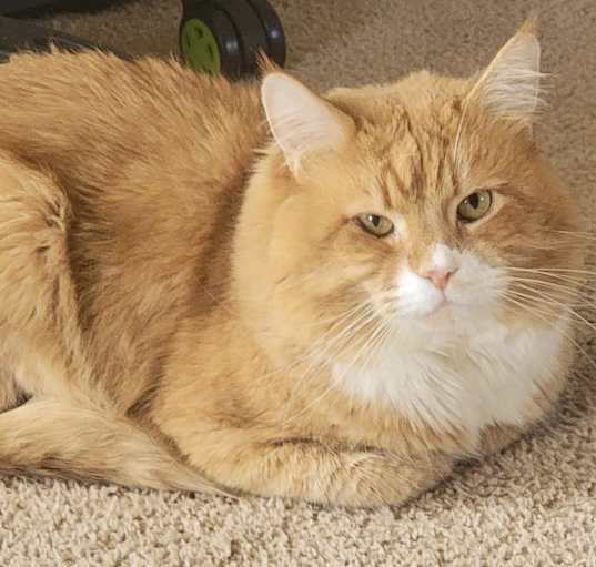 Photo of Leo