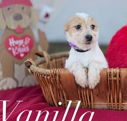 Photo of Vanilla