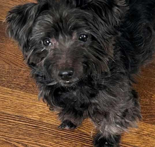 Photo of Amaretto