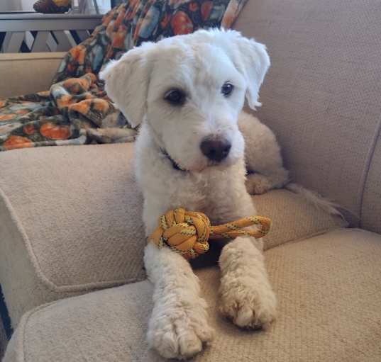 Photo of Cooper