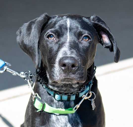 Photo of Banjo