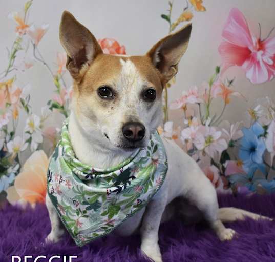 Photo of Reggie