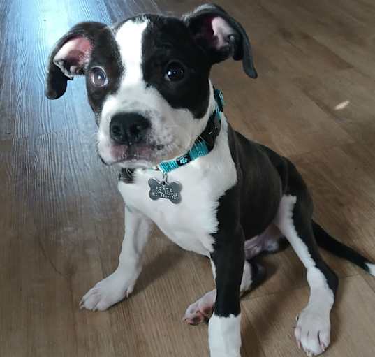 Photo of Little Boy
