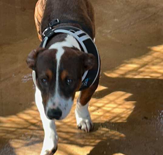 Photo of Romeo