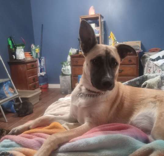 Photo of Honey
