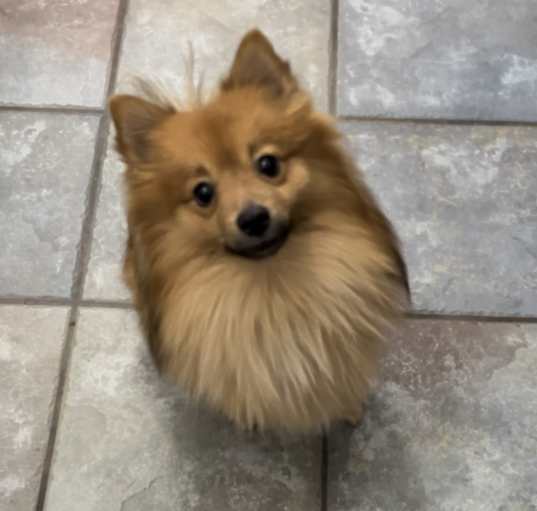 Photo of Maxi