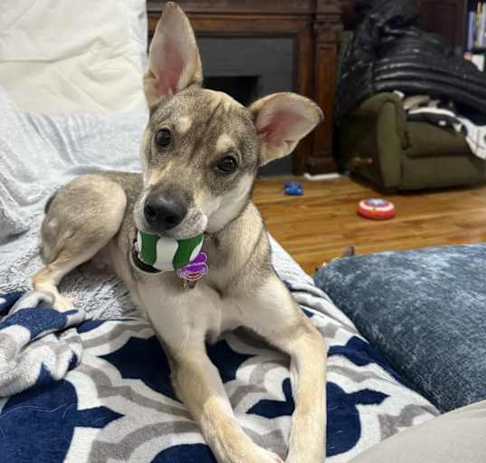 Photo of Dash