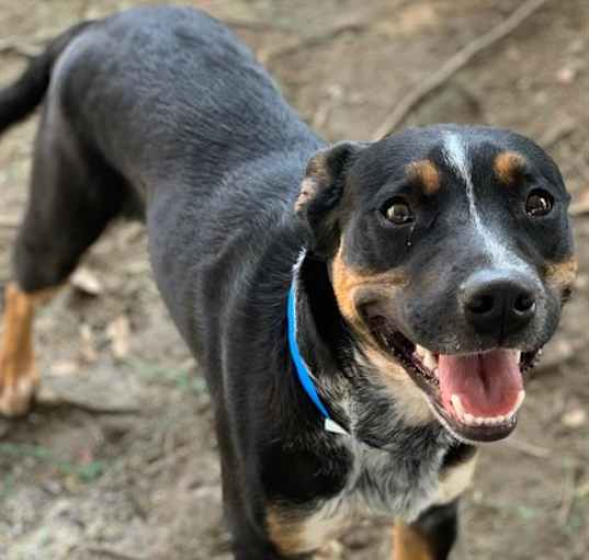 Photo of Dog