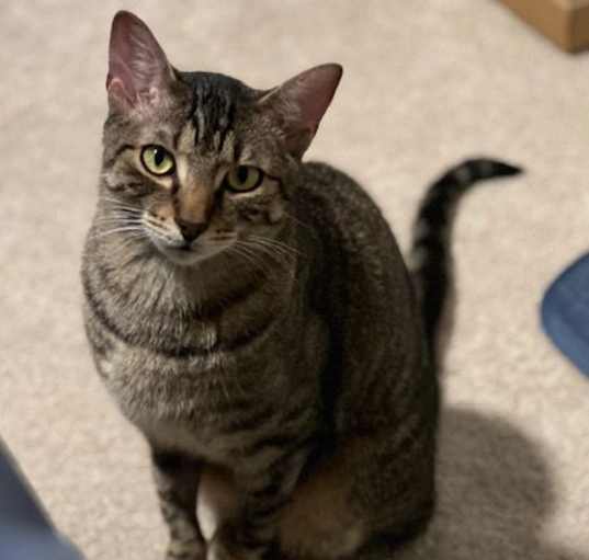 Photo of Romeo (& Juliet) - bonded