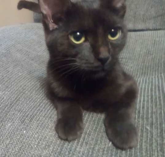 Photo of PEBBLES