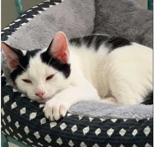 Photo of Patches