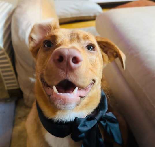 Photo of Lyra