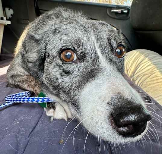 Photo of Oreo Zoey 19