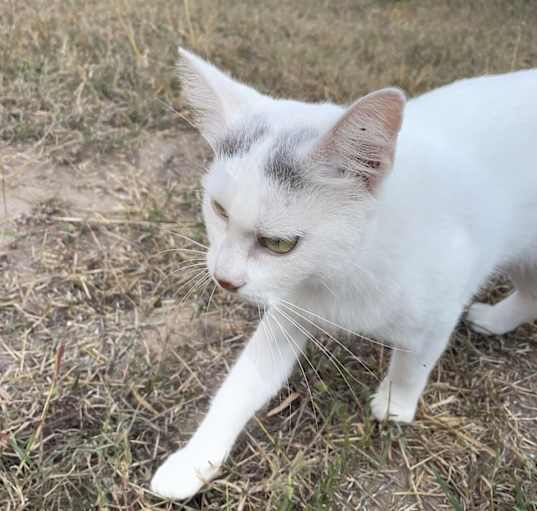 Photo of Bianca