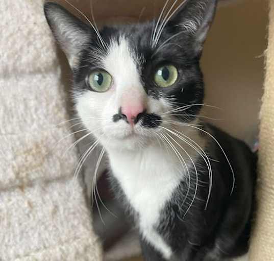 Photo of Luna
