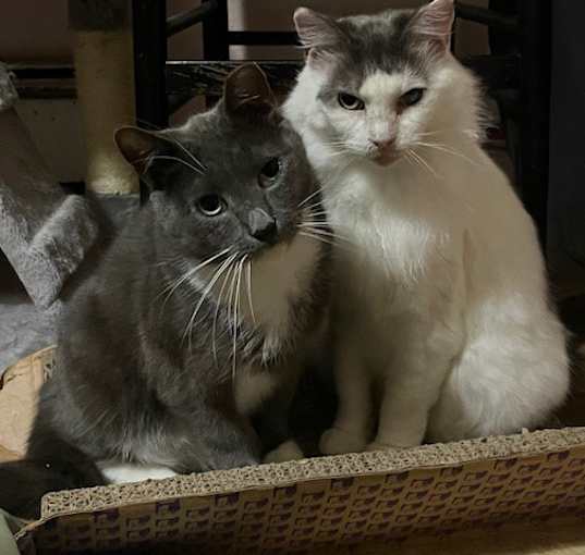 Photo of Honey Girl and Percy