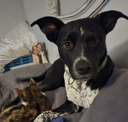 Photo of fancy