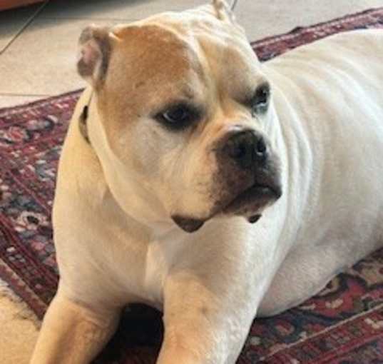 Photo of Bruno