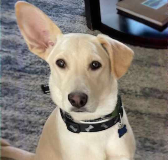 Photo of Bobo