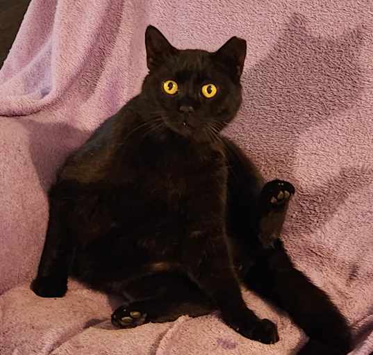 Photo of Onyx EJS