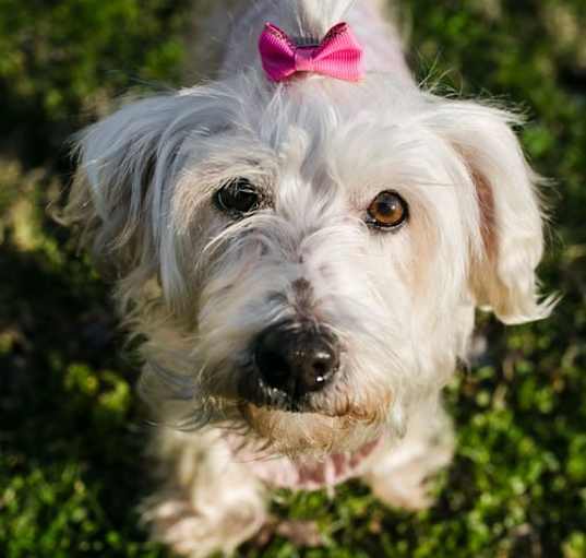 Photo of Opal