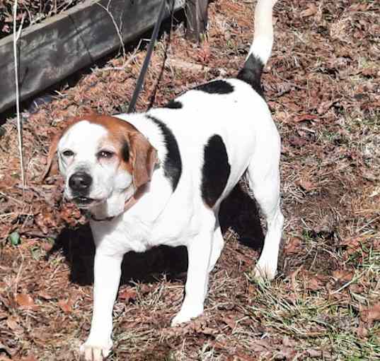 Photo of Bailey