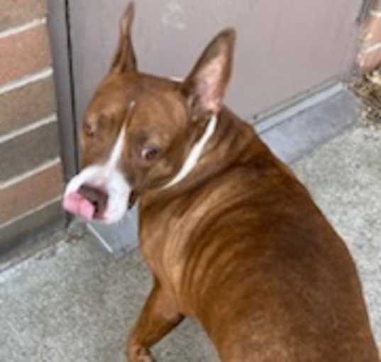 Photo of Bella