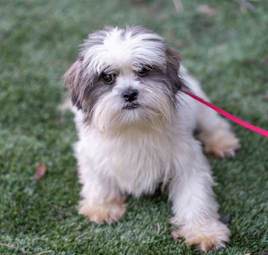 Photo of SUGAR RAY