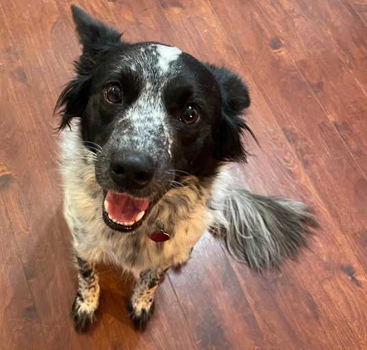 Photo of Bandit