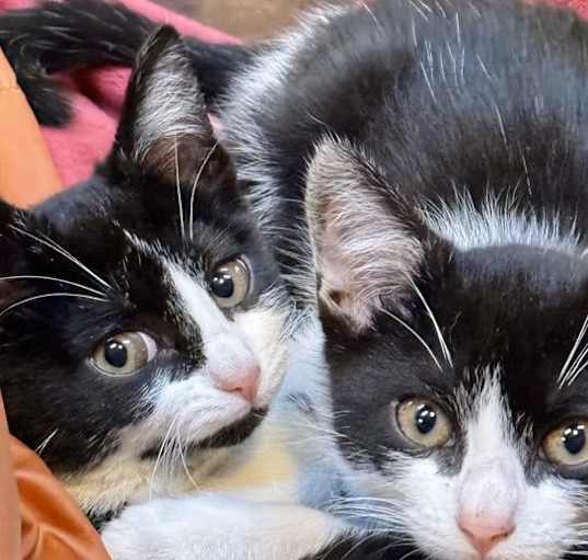 Photo of Dottie and Chip