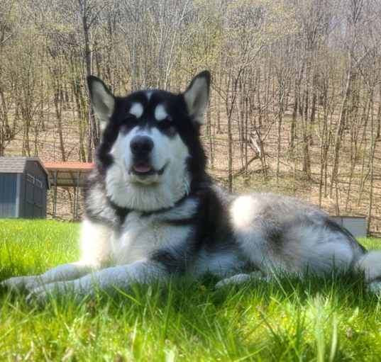 Photo of Balto