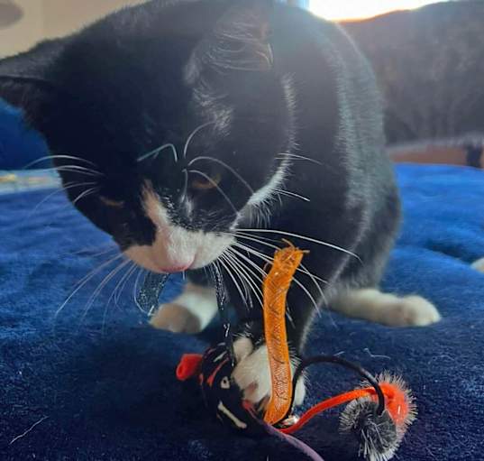 Photo of Dutch