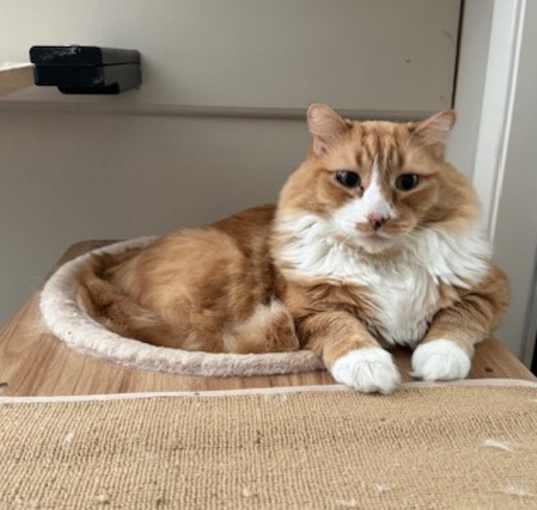 Photo of Nutmeg