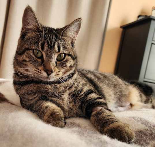Photo of Tiger Lilly