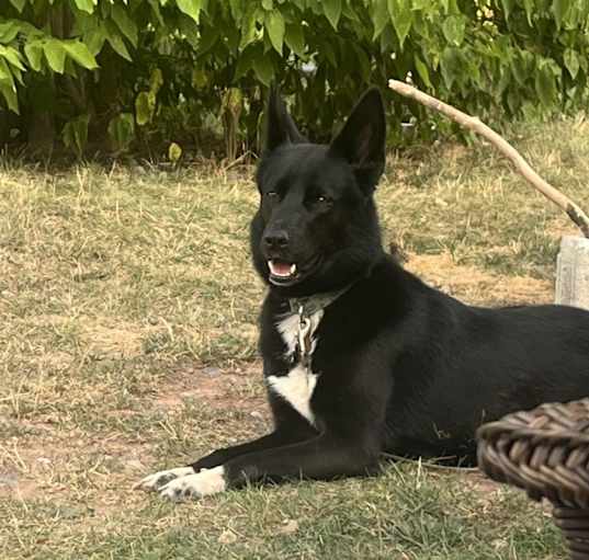 Photo of Roxy