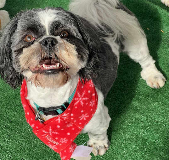 Photo of Oreo
