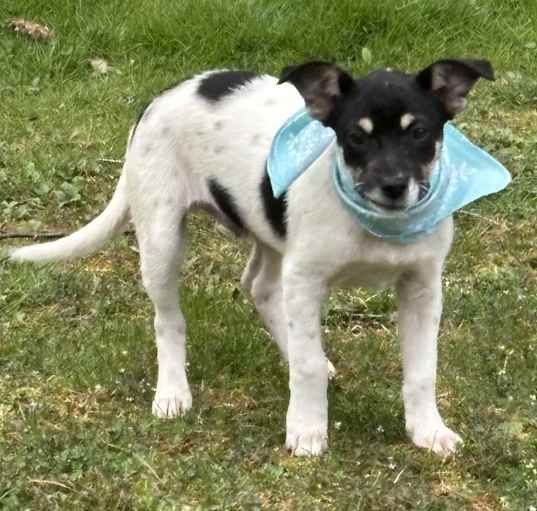 Photo of DOMINO (IN NY)