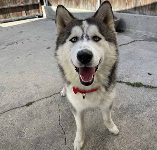 Photo of Apex