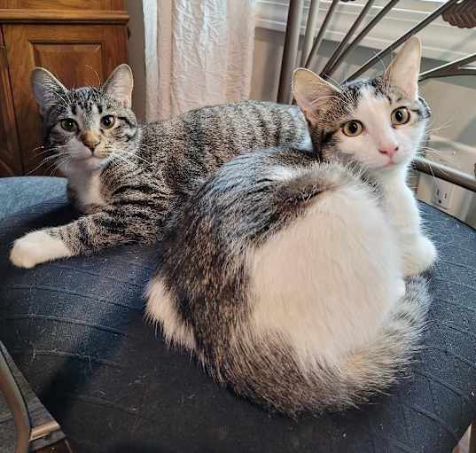 Photo of Sissy & Beau