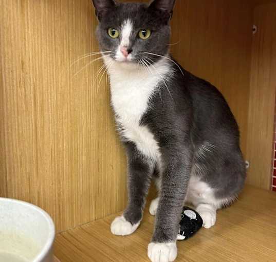 Photo of Momma Ella *Featured at the Pet Supplies Plus in Eldersburg, MD*