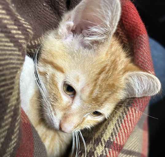 Photo of Rosie