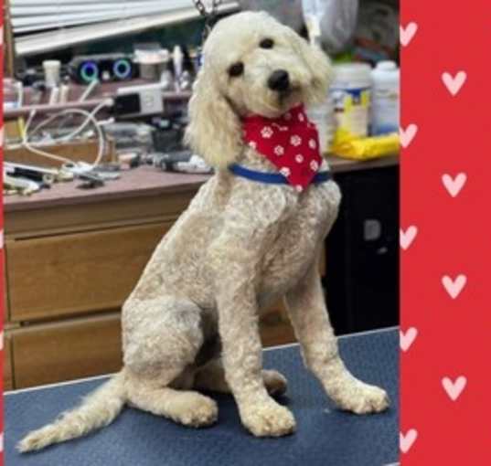 Photo of Valentine ~